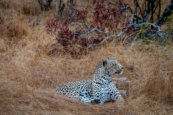 Vrouwelijke Leopard Leggen Het Gras Het Kruger Nationaalpark Zuid Afrika — Stockfoto