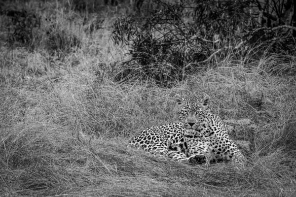 Leopardo Femmina Adagiato Sull Erba Bianco Nero Nel Kruger National — Foto Stock