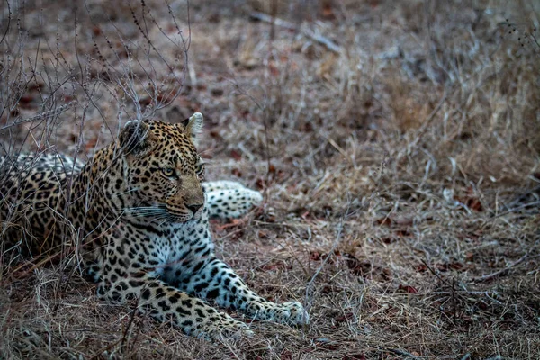 Close Van Leopard Liggend Het Gras Het Kruger National Park — Stockfoto