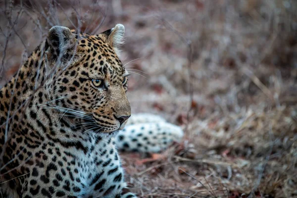 Primer Plano Leopardo Tendido Hierba Parque Nacional Kruger Sudáfrica — Foto de Stock