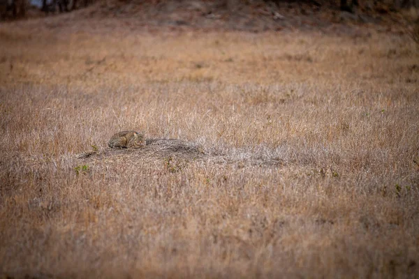 Gatto Selvatico Africano Sdraiato Sull Erba Nel Parco Nazionale Kruger — Foto Stock