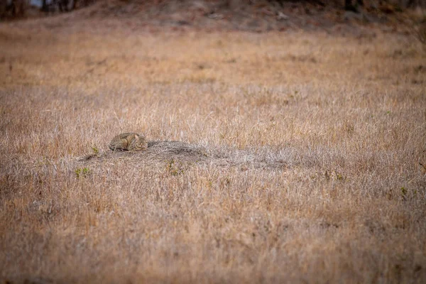 Gatto Selvatico Africano Sdraiato Sull Erba Nel Parco Nazionale Kruger — Foto Stock