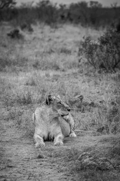 在南非克鲁格国家公园 狮子躺在非洲稀树草原上 黑白相间 — 图库照片