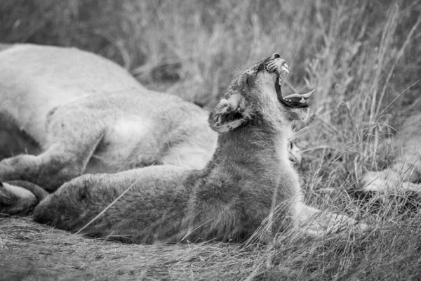 Lví Mládě Zívá Zatímco Leží Černobílém Kruger National Park Jižní — Stock fotografie