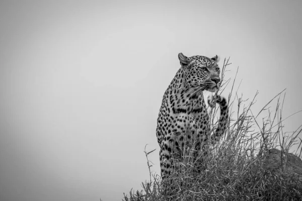 Female Leopard Standing Top Little Hump Black White Kruger National — Stock Photo, Image