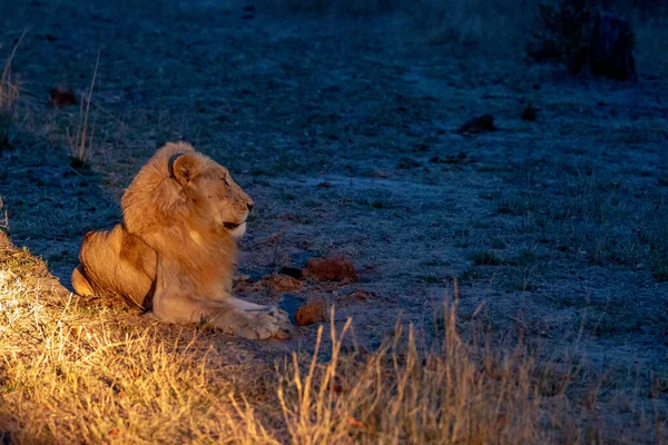 Lion Mâle Couché Nuit Sous Les Projecteurs Dans Parc National — Photo