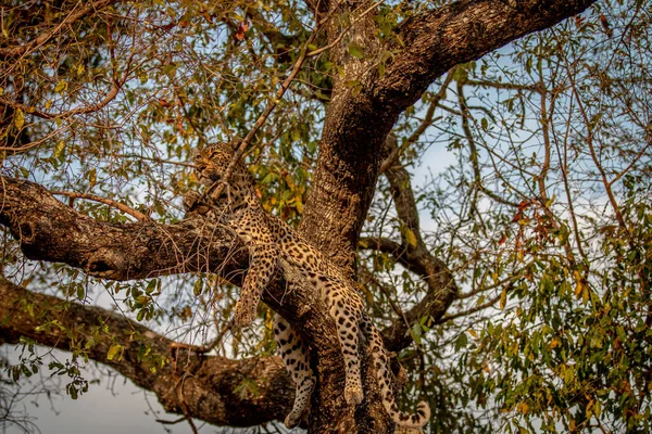 Leopard Liegt Einem Baum Kruger Nationalpark Südafrika — Stockfoto