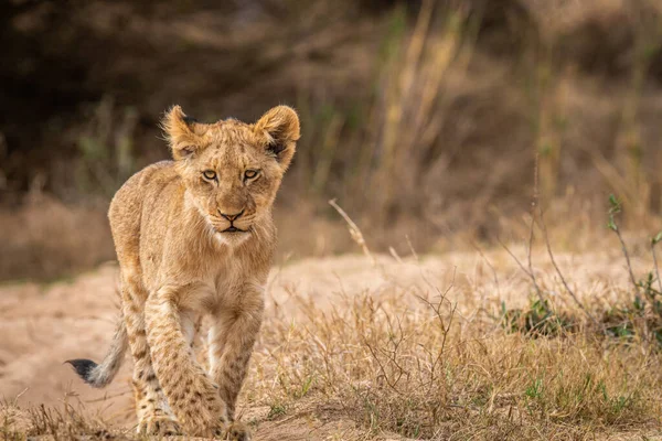 Jeune Ourson Lion Marchant Vers Caméra Dans Parc National Kruger — Photo