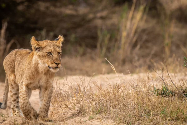 Genç aslan yavrusu Kruger Ulusal Parkı, Güney Afrika 'da kameraya doğru yürüyor..