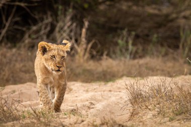 Genç aslan yavrusu Kruger Ulusal Parkı, Güney Afrika 'da kameraya doğru yürüyor..