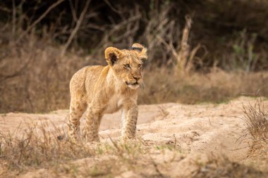 Genç aslan yavrusu Kruger Ulusal Parkı, Güney Afrika 'da kameraya doğru yürüyor..
