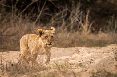 Genç aslan yavrusu Kruger Ulusal Parkı, Güney Afrika 'da kameraya doğru yürüyor..