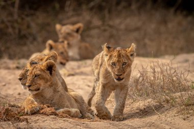 Genç aslan yavrusu Kruger Ulusal Parkı, Güney Afrika 'da kameraya doğru yürüyor..