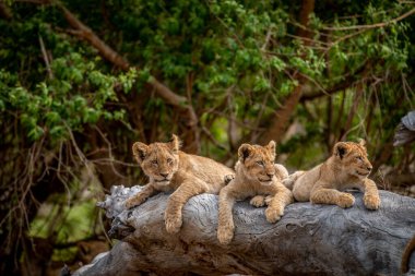 Güney Afrika 'daki Kruger Ulusal Parkı' nda devrilmiş bir ağaçta yatan aslan yavruları..