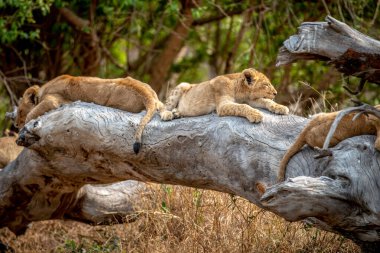 Güney Afrika 'daki Kruger Ulusal Parkı' nda devrilmiş bir ağaçta yatan aslan yavruları..