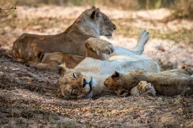 Güney Afrika 'daki Kruger Ulusal Parkı' ndaki kumda dinlenen Aslan Sürüsü.