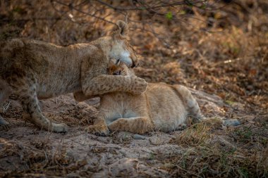 Güney Afrika 'daki Kruger Ulusal Parkı' nda oynayan iki aslan yavrusu..
