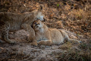 Güney Afrika 'daki Kruger Ulusal Parkı' nda oynayan iki aslan yavrusu..