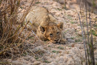 Güney Afrika 'daki Kruger Ulusal Parkı' nda kumda yatan yavru..
