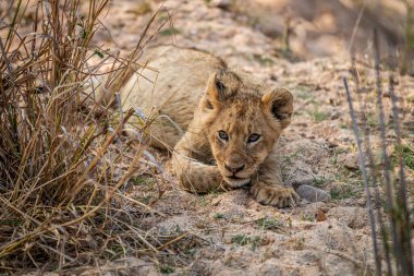 Güney Afrika 'daki Kruger Ulusal Parkı' nda kumda yatan yavru..