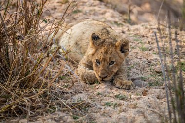 Güney Afrika 'daki Kruger Ulusal Parkı' nda kumda yatan yavru..