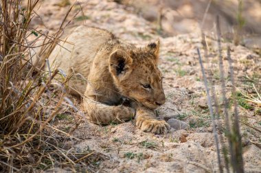 Güney Afrika 'daki Kruger Ulusal Parkı' nda kumda yatan yavru..