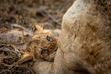 Aslan yavrusu Güney Afrika 'daki Kruger Ulusal Parkı' nda annesine sarılıyor..