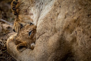 Aslan yavrusu Güney Afrika 'daki Kruger Ulusal Parkı' nda annesine sarılıyor..