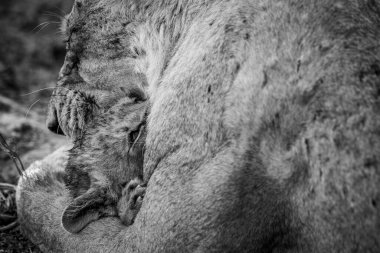 Aslan yavrusu Güney Afrika 'daki Kruger Ulusal Parkı' nda annesine sarılıyor..