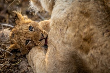 Aslan yavrusu Güney Afrika 'daki Kruger Ulusal Parkı' nda annesine sarılıyor..