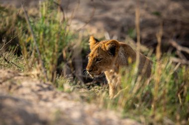 Aslan yavrusu Kruger Ulusal Parkı, Güney Afrika 'da çimlerin üzerinde yürüyor..