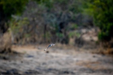 Pied Kingfisher Güney Afrika 'daki Kruger Ulusal Parkı' nda suyun üzerinde balık tutuyor..