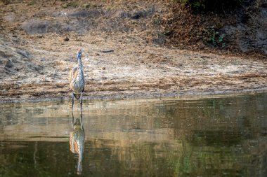 Goliath heron ayakta su içinde Kruger National Park, Güney Afrika.