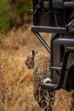 Büyük erkek leopar Kruger Ulusal Parkı, Güney Afrika 'da bir oyun izleyicisinin yanında duruyor..