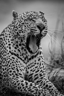 Siyah beyaz Kruger National Park, Güney Afrika için büyük bir erkek leopar yakın çekim.