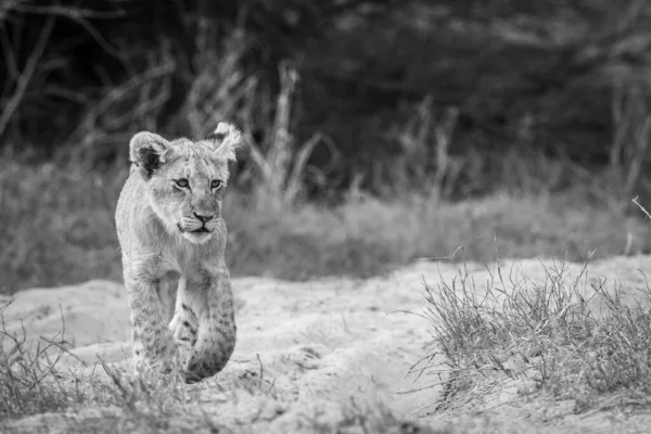 Genç aslan yavrusu Kruger Ulusal Parkı, Güney Afrika 'da siyah beyaz kameraya doğru yürüyor..