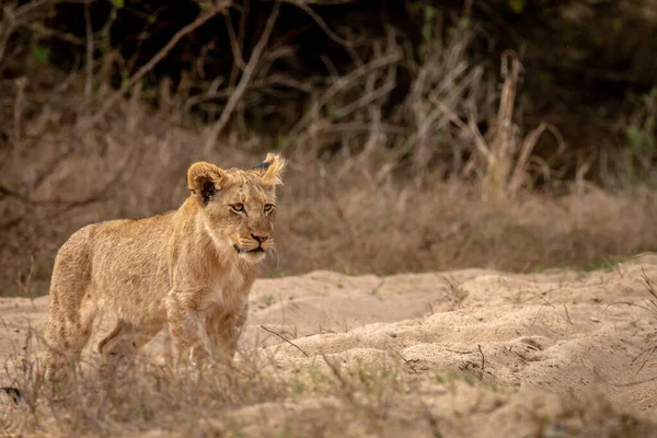 Junges Löwenjunges Geht Kruger Nationalpark Südafrika Auf Die Kamera — Stockfoto