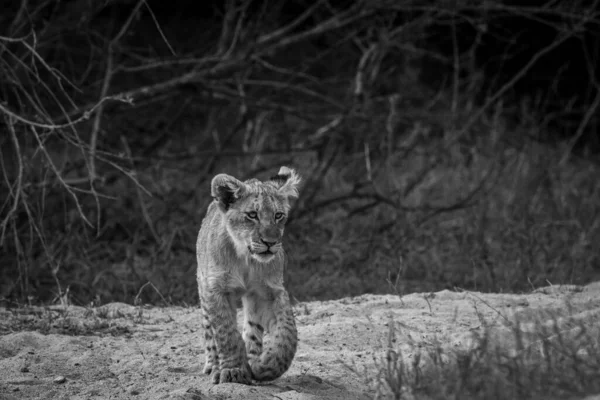 Młody Lew Idzie Stronę Kamery Czerni Bieli Parku Narodowym Kruger — Zdjęcie stockowe