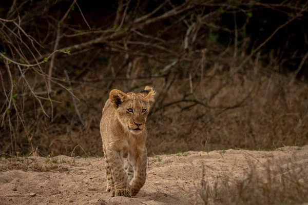 Genç aslan yavrusu Kruger Ulusal Parkı, Güney Afrika 'da kameraya doğru yürüyor..