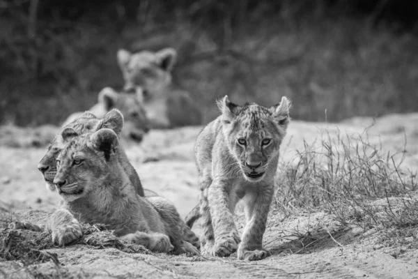 Unga Lejonungen Går Mot Kameran Svartvitt Kruger National Park Sydafrika — Stockfoto