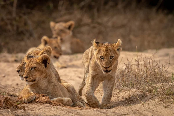 Genç aslan yavrusu Kruger Ulusal Parkı, Güney Afrika 'da kameraya doğru yürüyor..