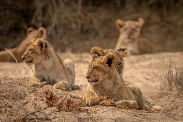 Young Lion Cubs Laying Sand Kruger National Park South Africa — Stock Photo, Image