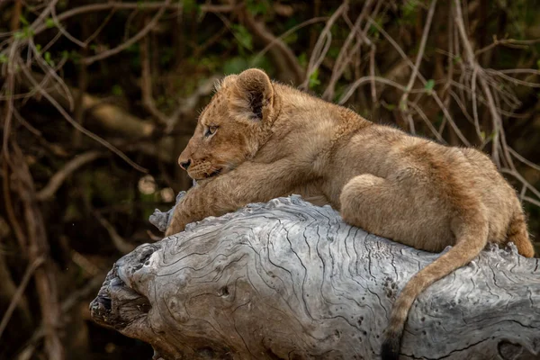 Cachorro León Tendido Árbol Caído Parque Nacional Kruger Sudáfrica — Foto de Stock