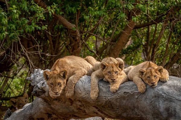 Cachorros Leones Tendidos Sobre Árbol Caído Parque Nacional Kruger Sudáfrica — Foto de Stock