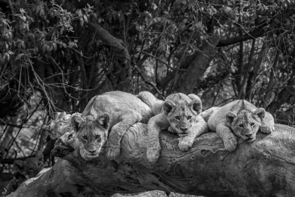Lion Cubs Laying Fallen Tree Black White Kruger National Park — стоковое фото