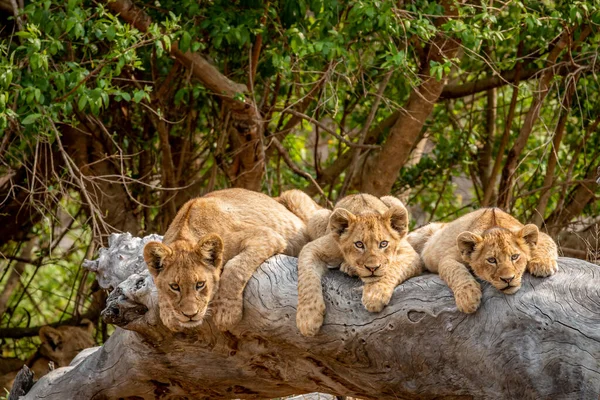 Güney Afrika 'daki Kruger Ulusal Parkı' nda devrilmiş bir ağaçta yatan aslan yavruları..