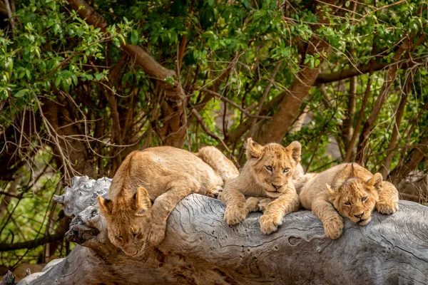 Cachorros Leones Tendidos Sobre Árbol Caído Parque Nacional Kruger Sudáfrica — Foto de Stock