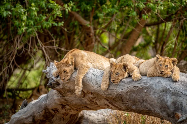 Lions Louveteaux Posés Sur Arbre Tombé Dans Parc National Kruger — Photo