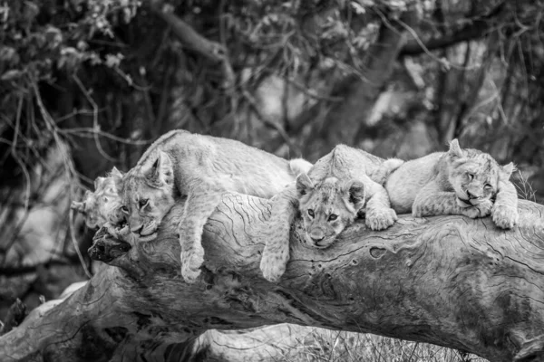 Cachorros Leones Tendidos Sobre Árbol Caído Blanco Negro Parque Nacional — Foto de Stock