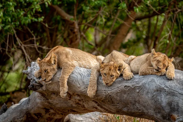 Cachorros Leones Tendidos Sobre Árbol Caído Parque Nacional Kruger Sudáfrica — Foto de Stock